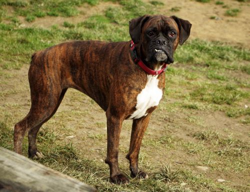 dog boxer occlusion
