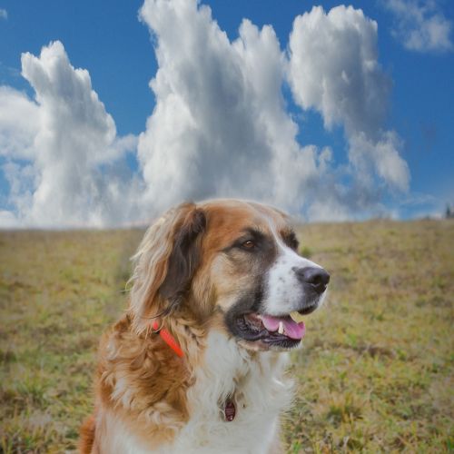dog clouds meadow