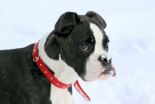 dog boxer black and white