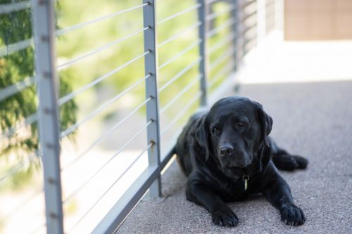 dog domestic labrador