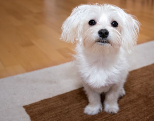 dog young dog maltese