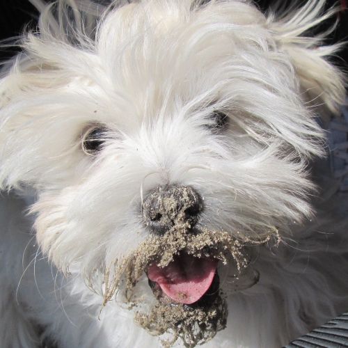 dog sand mud dog