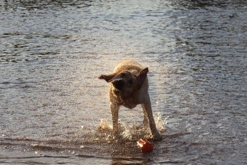 dog labradore water