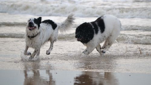 dog beach play