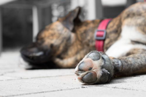 dog boxer paw