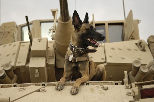 dog tank army