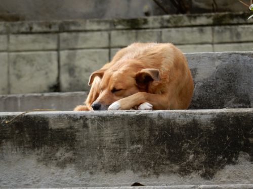 dog homeless sleep