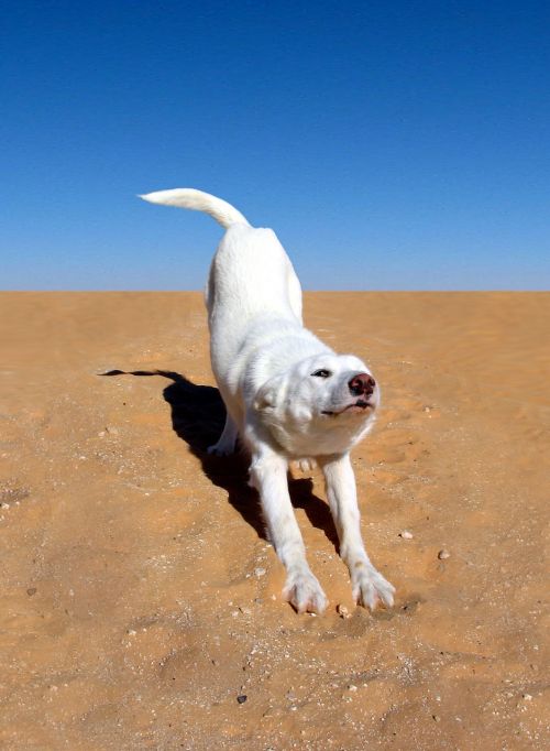 dog white desert
