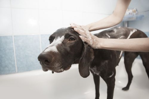 dog shower grooming