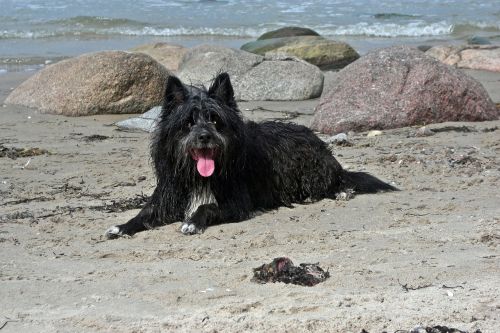 dog sand sea