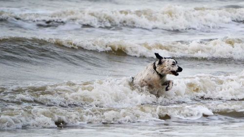 dog waves sea