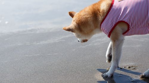 dog sea shiba inu