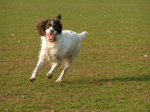 dog running dog running