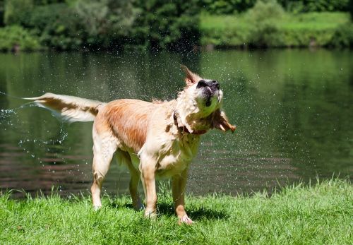 dog golden retriever wet