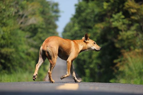 dog animals street