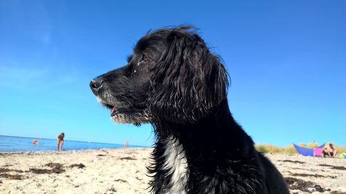 dog dog on beach blue sky