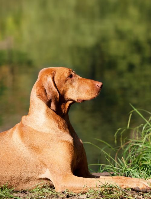 dog brown hungarian vizsla