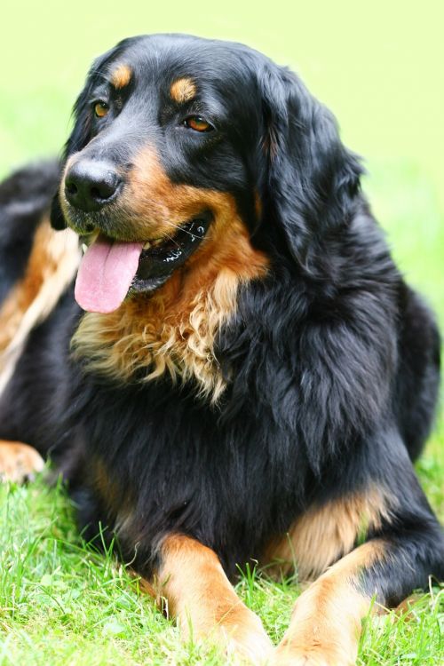 dog hovawart black-brown