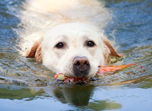 dog labrador swim