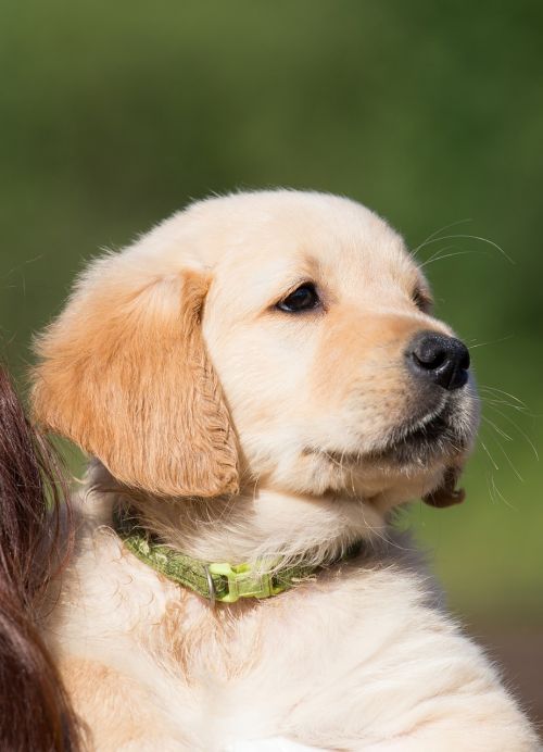 dog puppy golden retriever