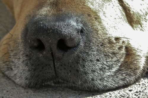 dog dog snout close