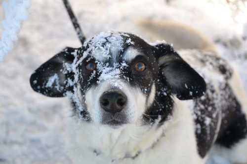 dog winter snow