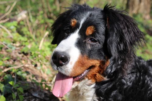 dog bernese mountain dog animal