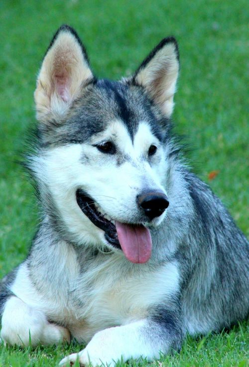 dog malamute animal