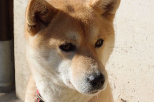 dog shiba inu animal