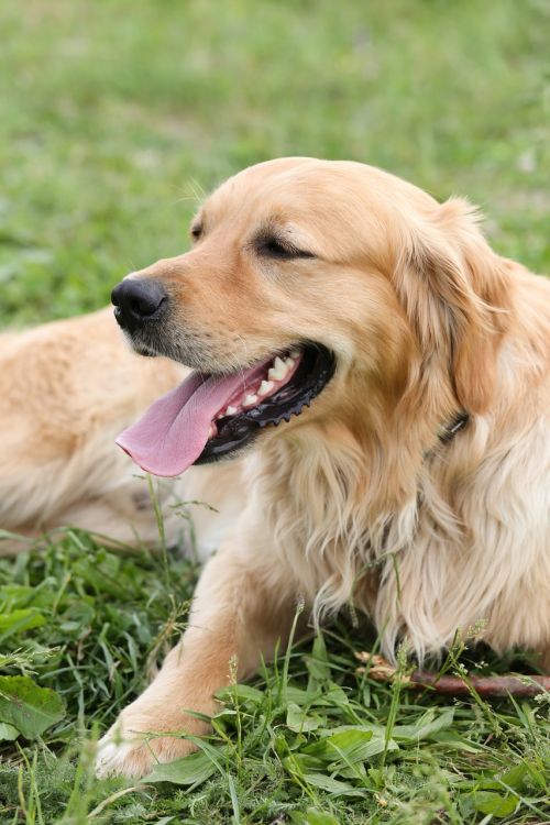 dog golden retriever in the free