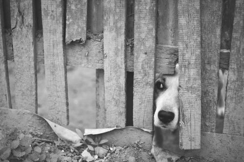 dog street gate