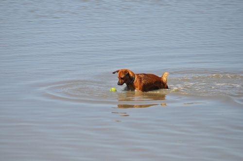 dog water sea