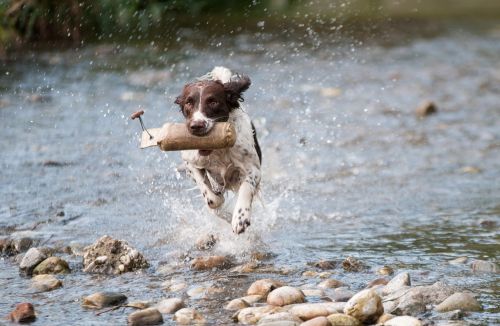 dog water run