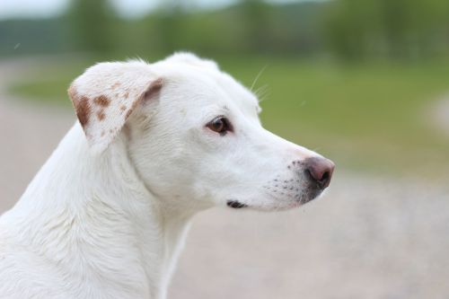 dog white portrait