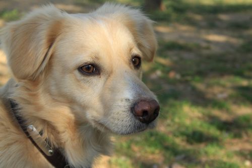 dog portrait park