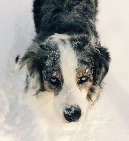 dog marble eyes snow