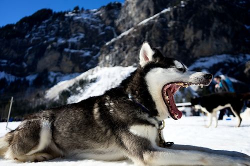 dog tired yawning