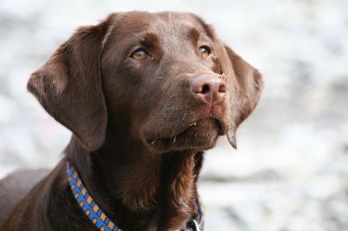 dog labrador brown