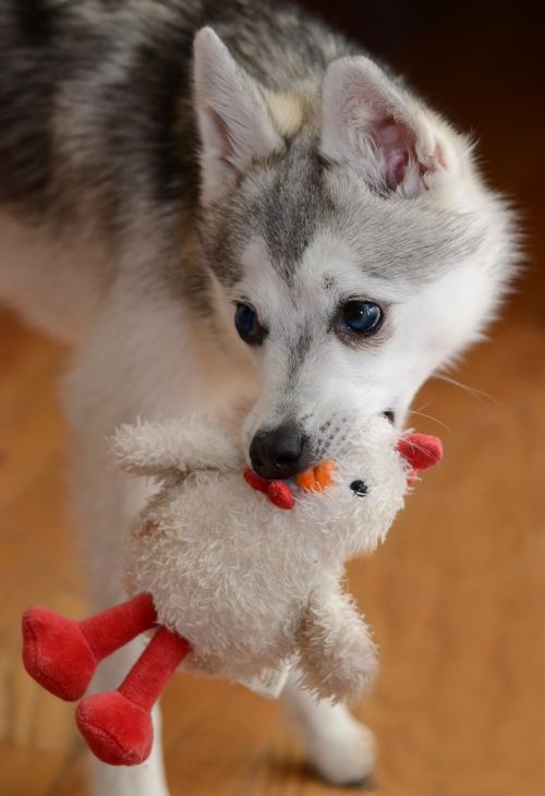 dog dog toy toy