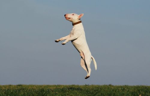 dog training joy
