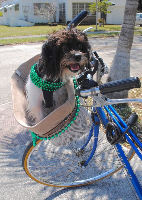 dog shih tzu st patrick's day