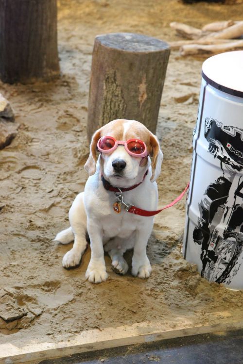 dog animal specs