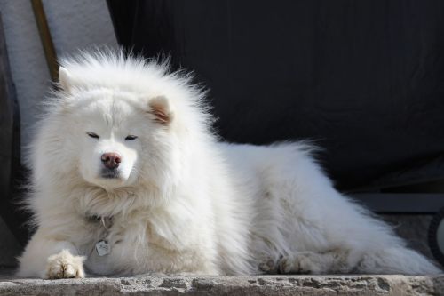 dog large white