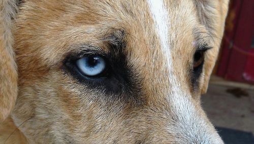 dog eye blue
