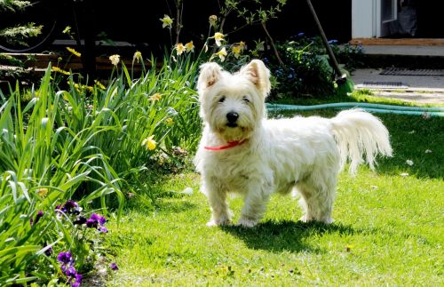 dog west highland white terrier pets