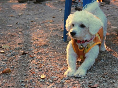 bichon frise dog pets