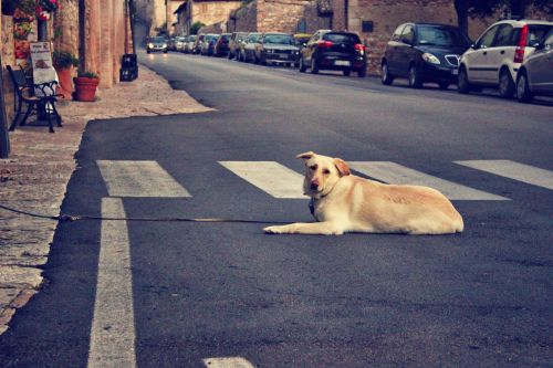 dog street assisi