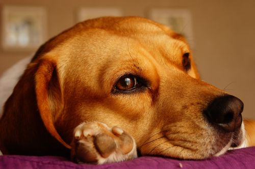 dog beagle look