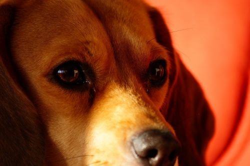 dog beagle look