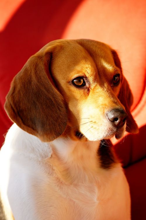 dog beagle intense look